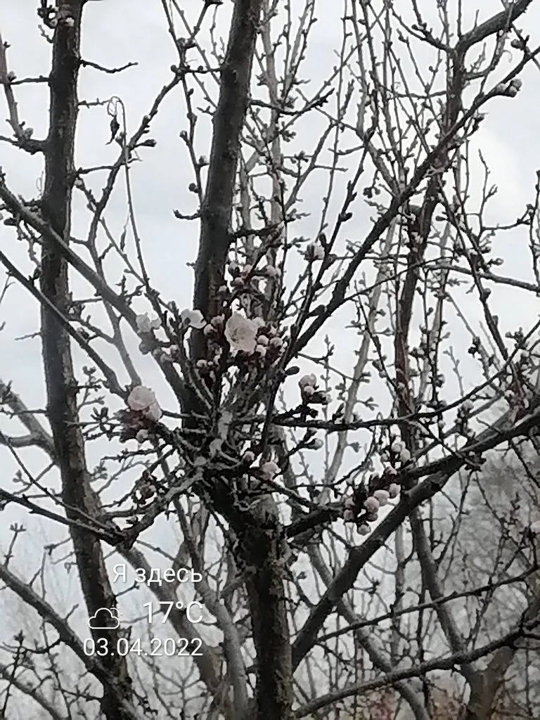 Чайная беседка