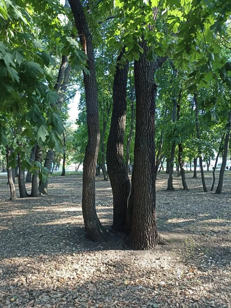       Ах, Самара - городок... 