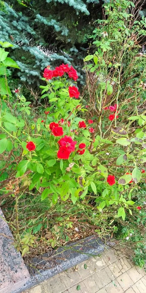 Tapтaлeтки & Ко