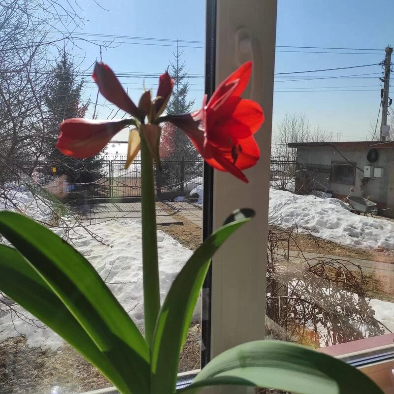 Цветочки: моем, пересаживаем, подкармливаем... (всё о комнатных растениях)