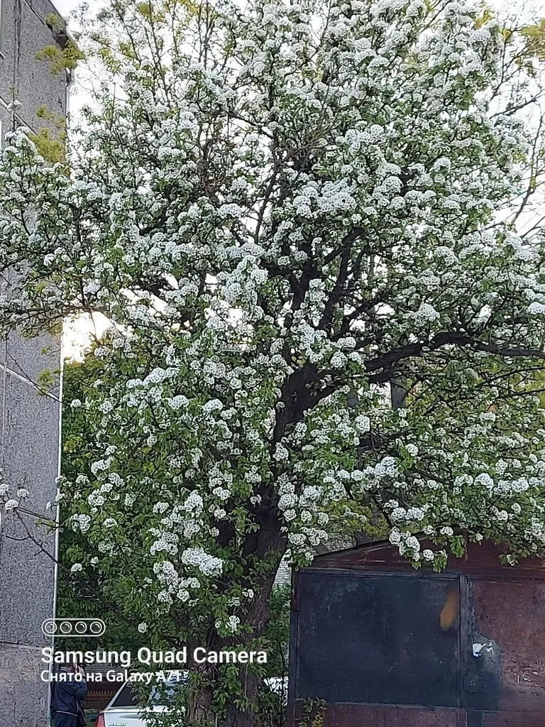 Чайная беседка
