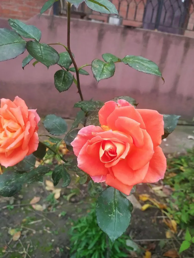 Чайная беседка