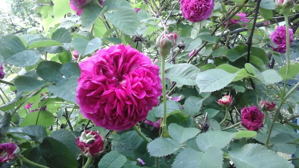 Чайная беседка