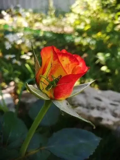 Чайная беседка