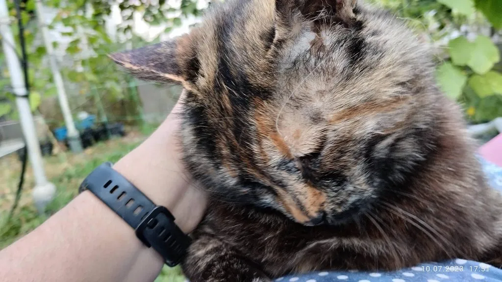 Кошичкина полиция