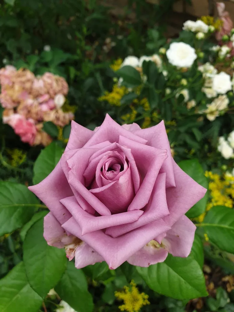 Чайная беседка