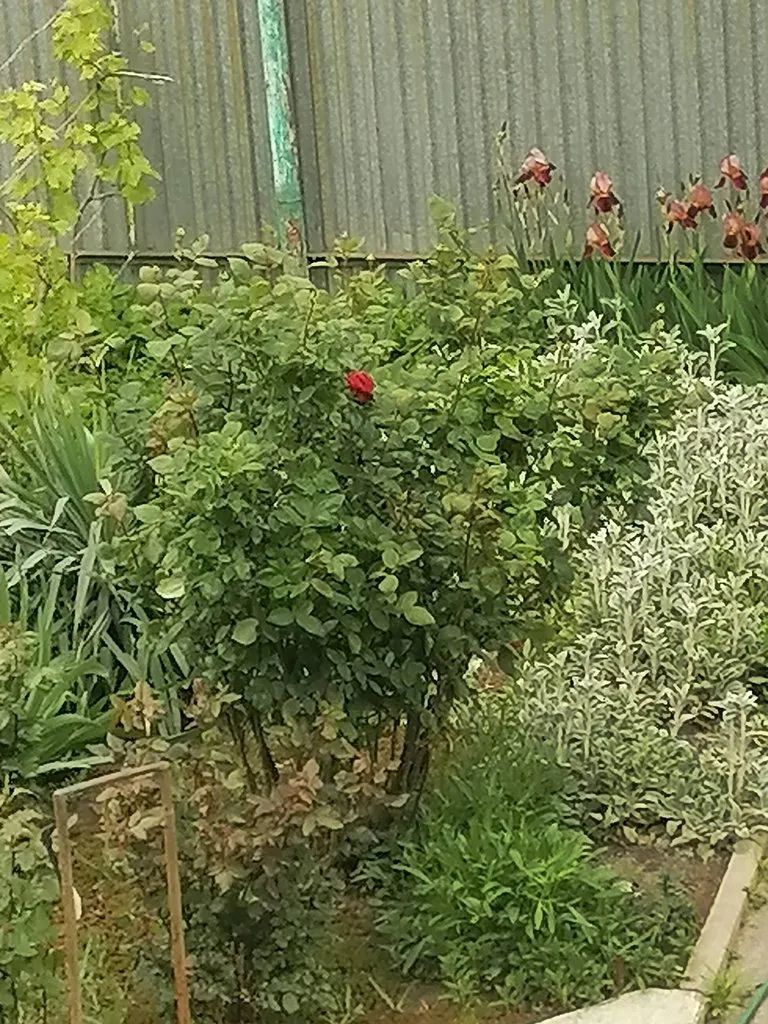 Чайная беседка