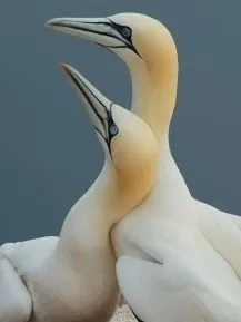 Эти забавные животные