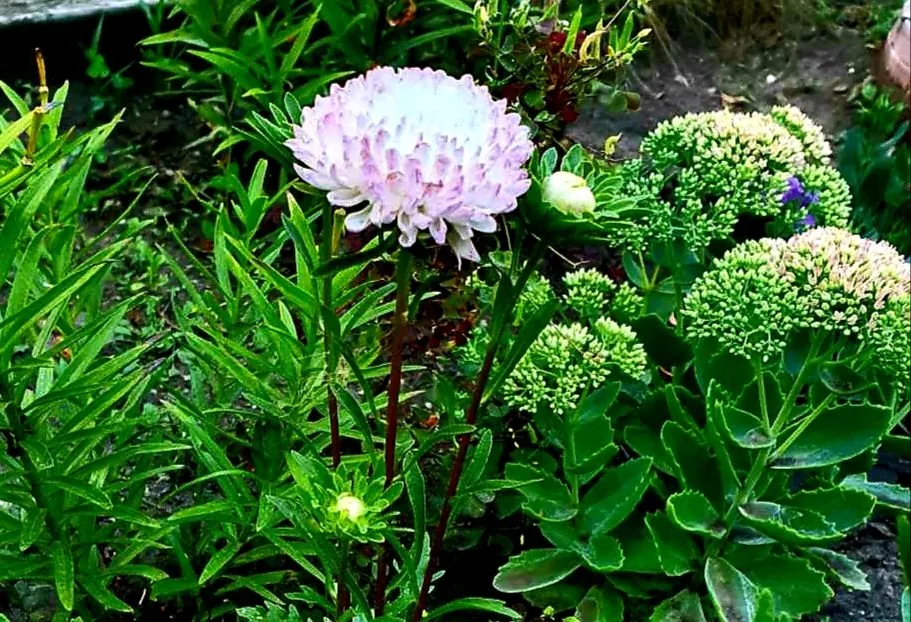 Чайная беседка