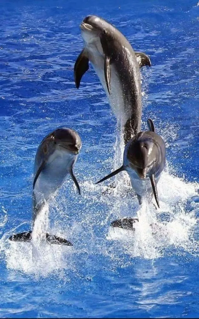 Эти забавные животные