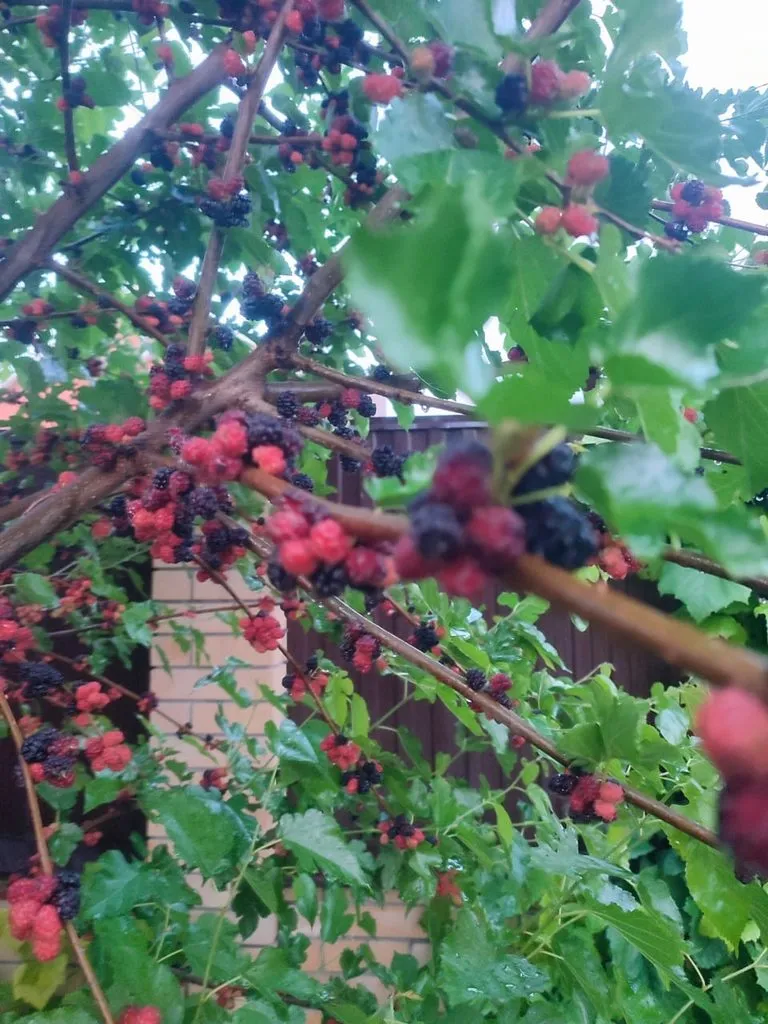 Что это за растение?