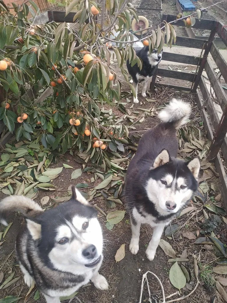 Чайная беседка