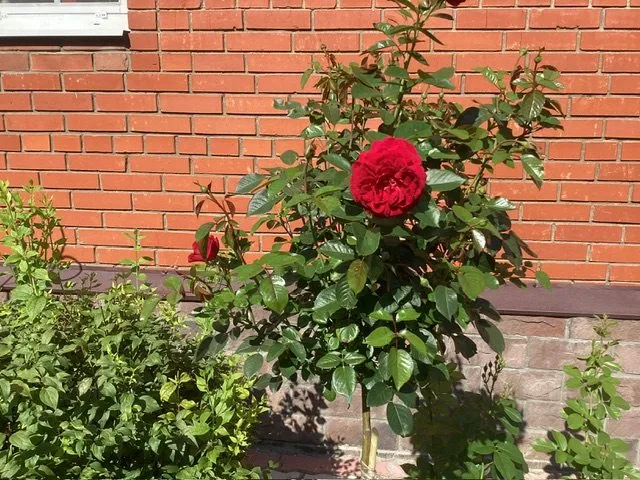 Флора