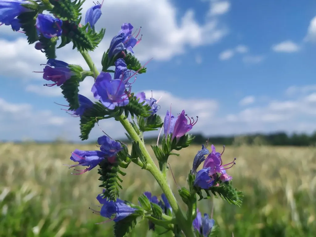 В гостях у Батьки