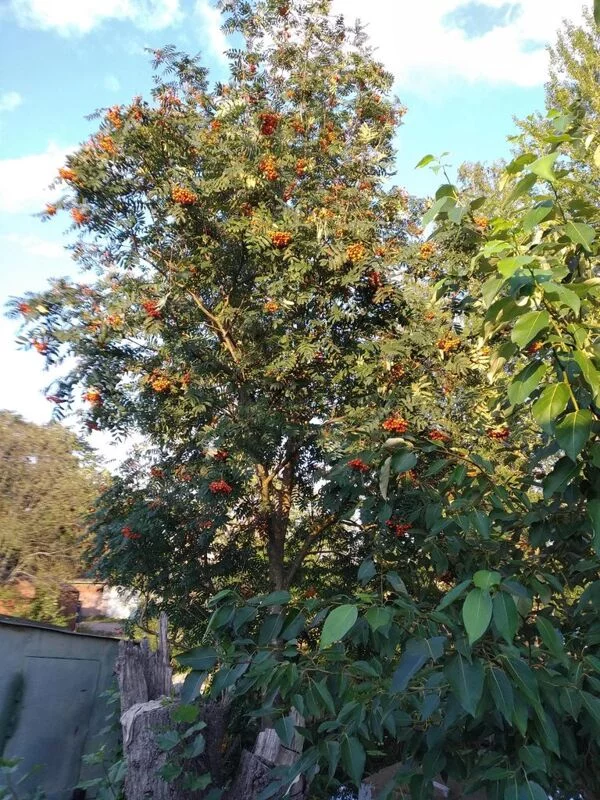 Чайная беседка