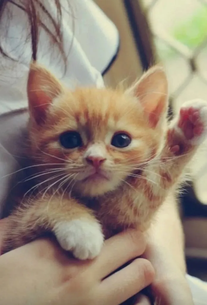 Кошичкина полиция