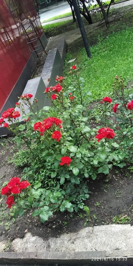 Tapтaлeтки & Ко