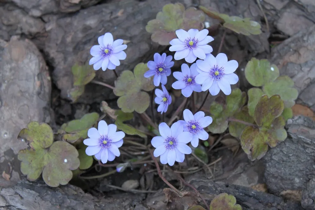 Чайная беседка