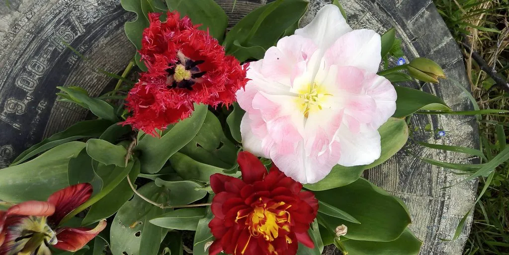 Чайная беседка