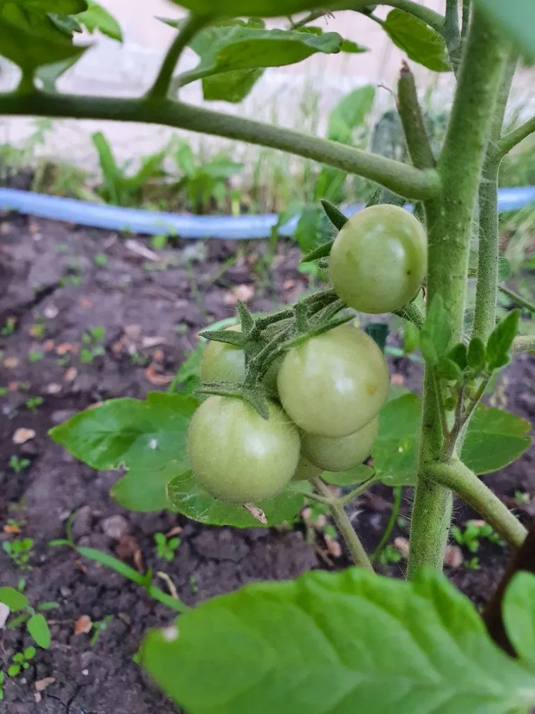 Чайная беседка