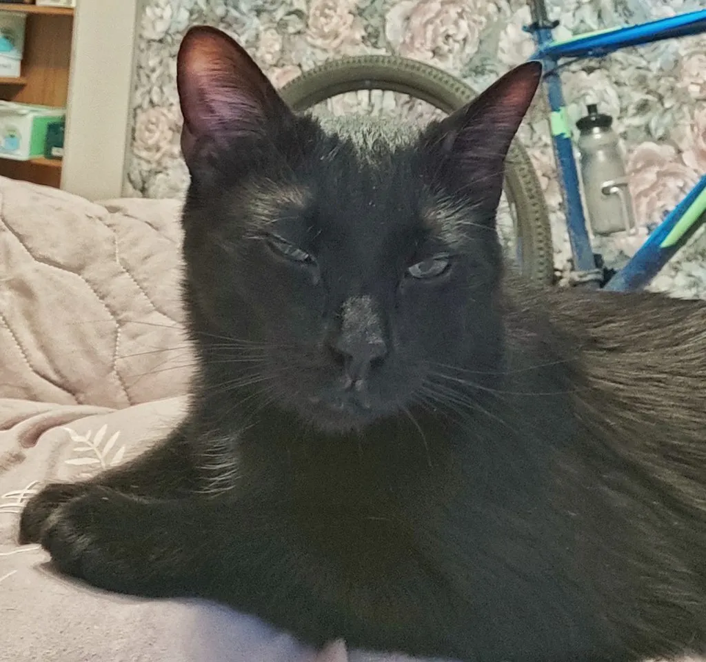 Чайная беседка