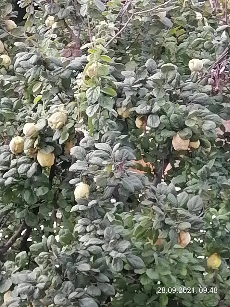 Чайная беседка