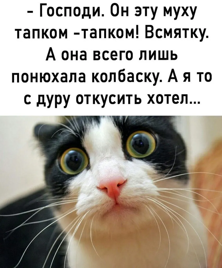 Кто сказал "Мяу"?