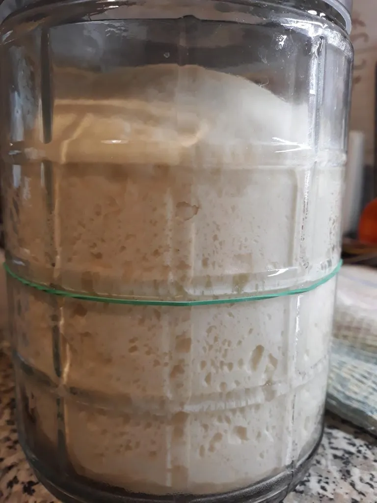 Итальянская закваска (Levito madre) - выращивание и уход