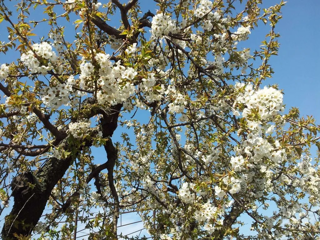 Чайная беседка