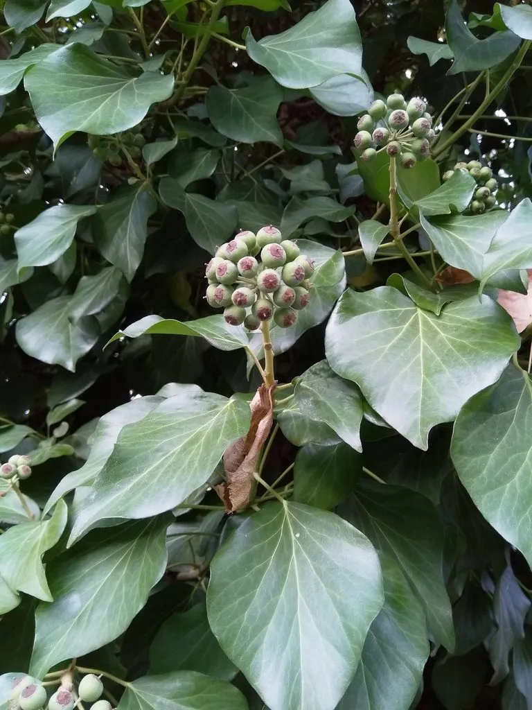 Чайная беседка