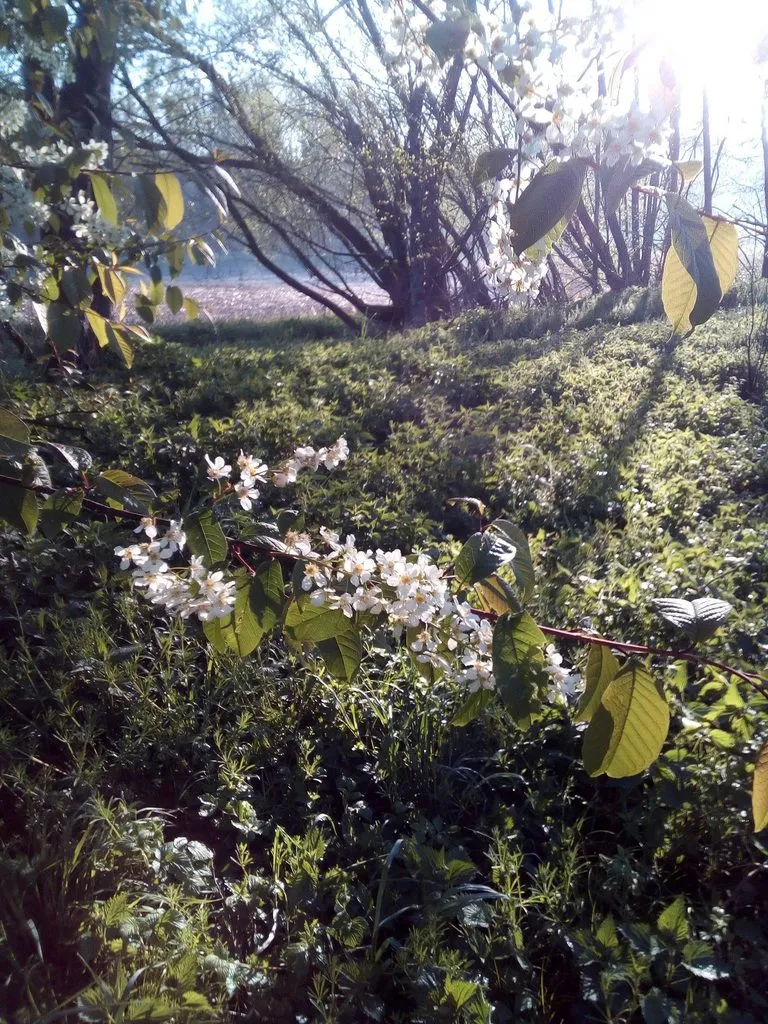 Чайная беседка