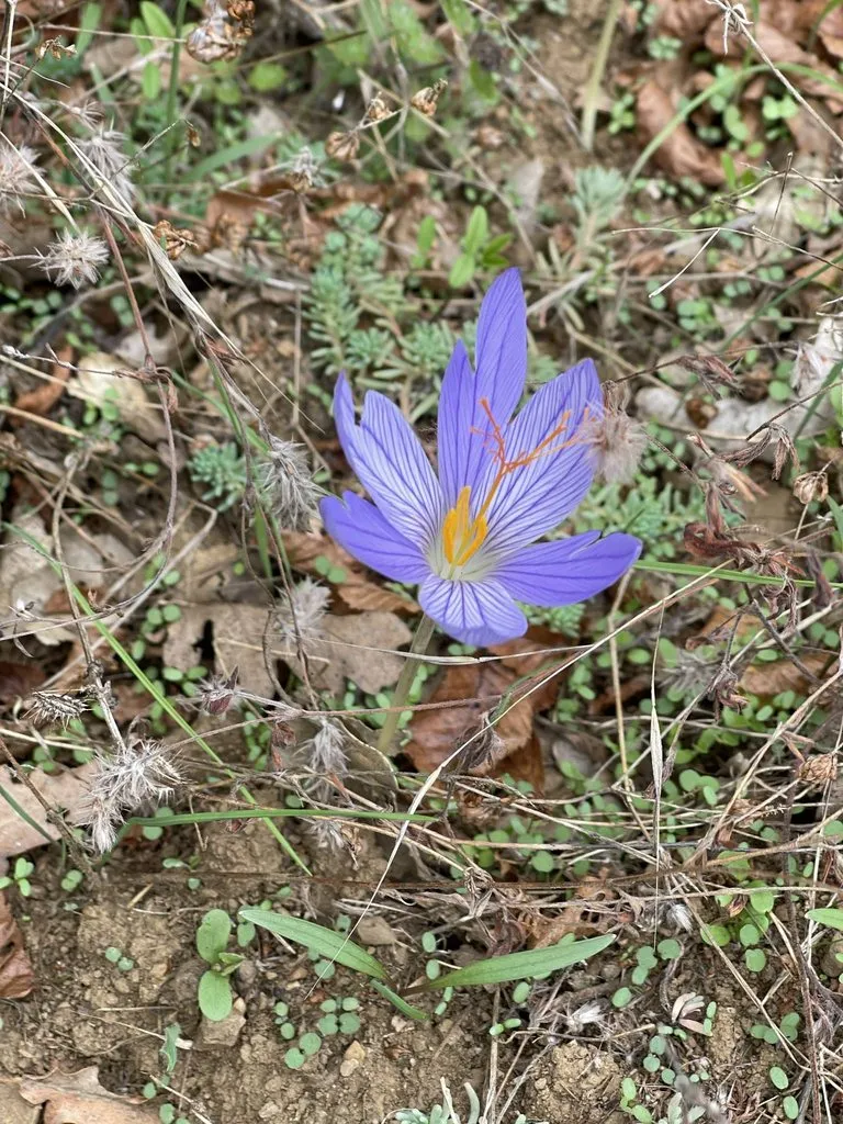 Tapтaлeтки & Ко