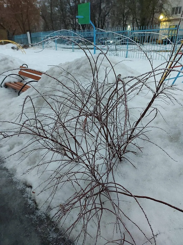 Чайная беседка