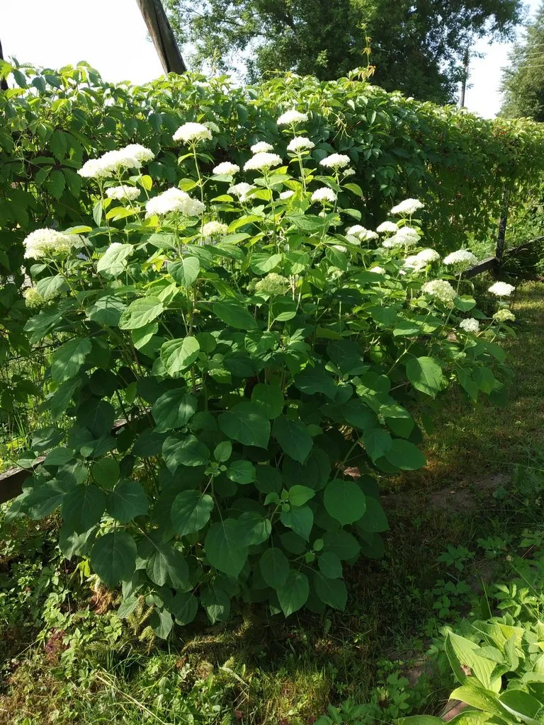 Tapтaлeтки & Ко