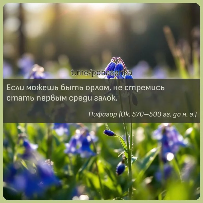 «Если можешь быть орлом, не стремись стать первым среди...» height="550" width="550"