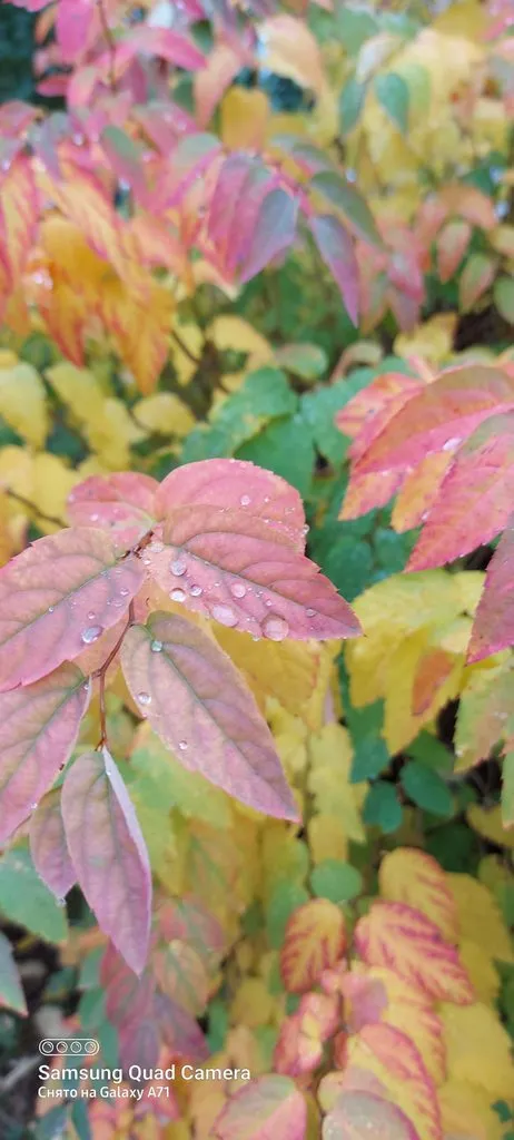 Чайная беседка