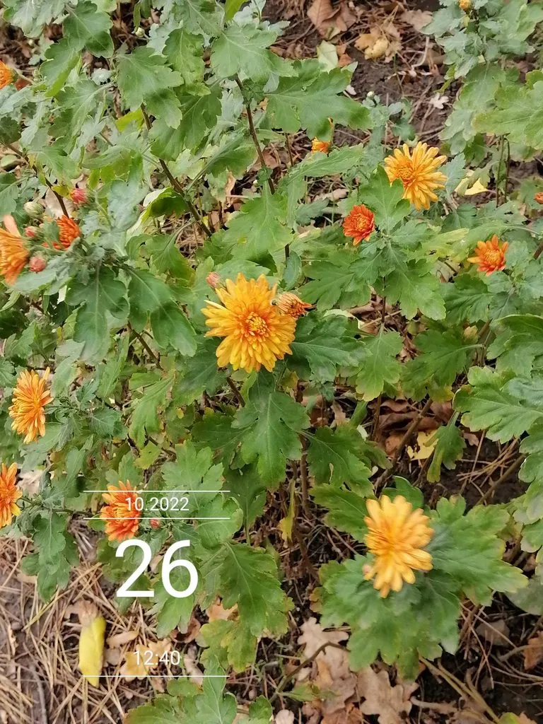 Чайная беседка