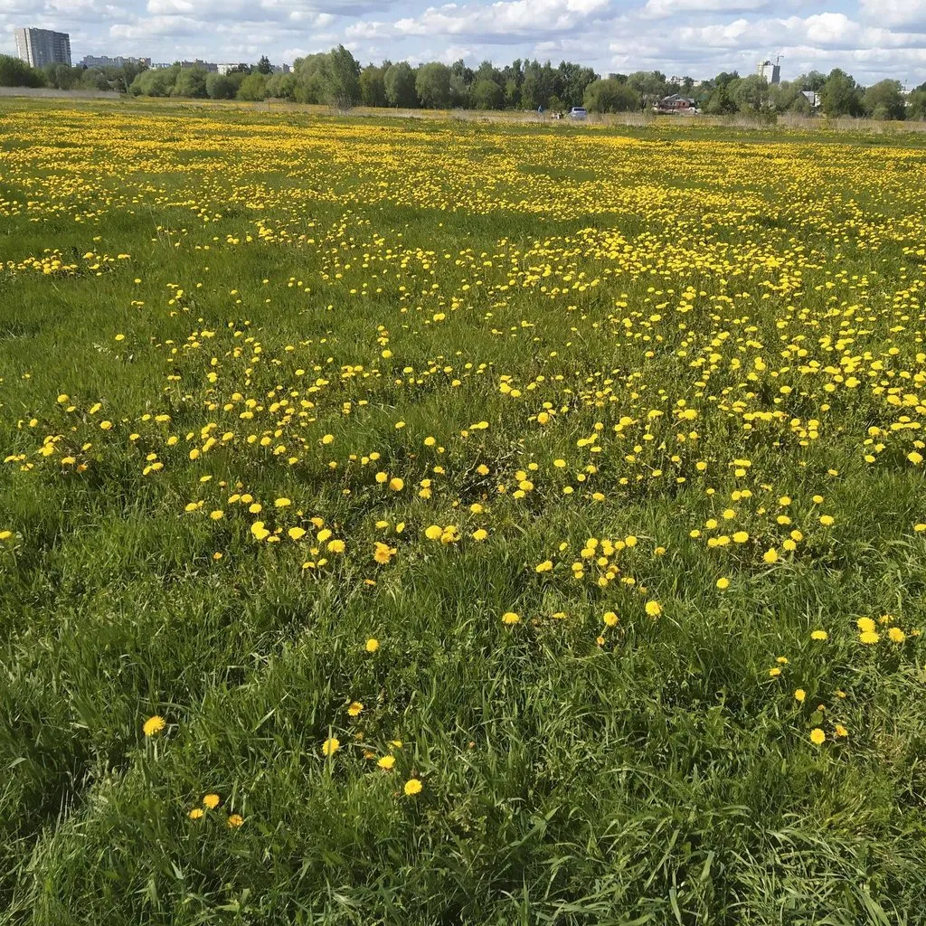 Чайная беседка