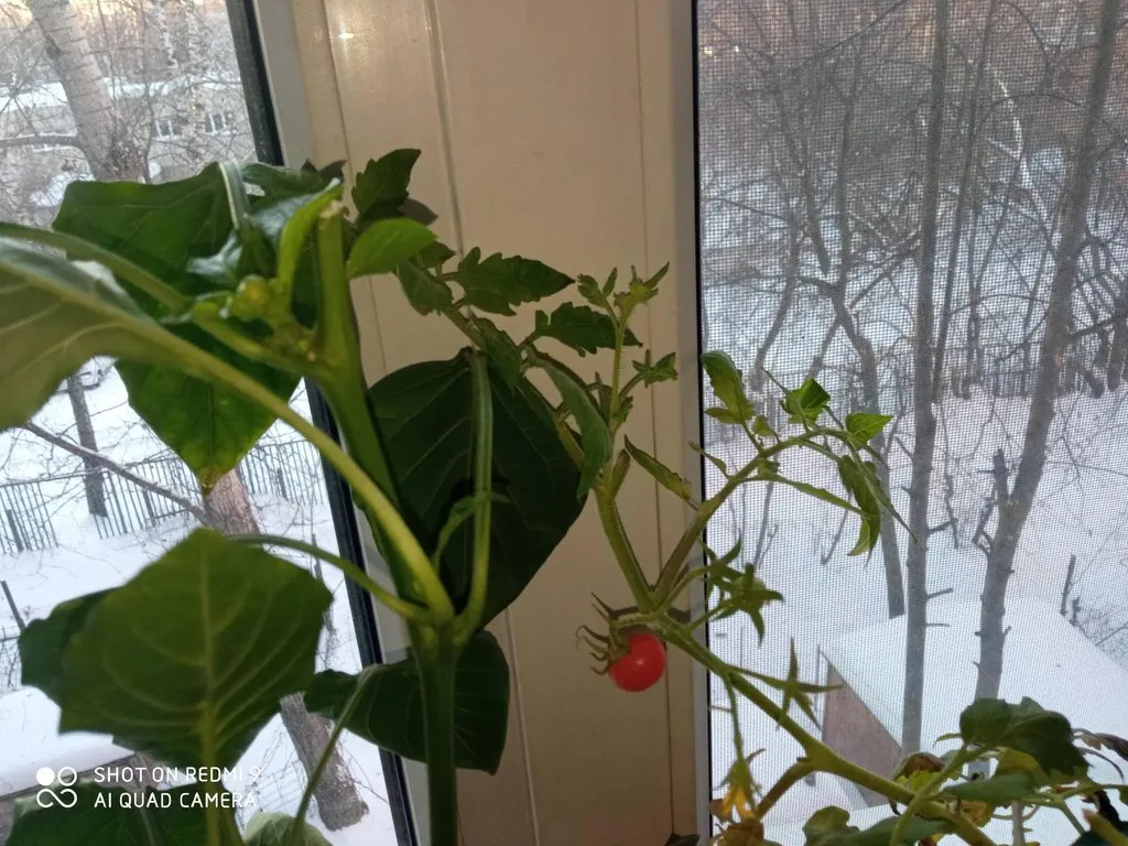 Сад и огород на балконе и подоконнике