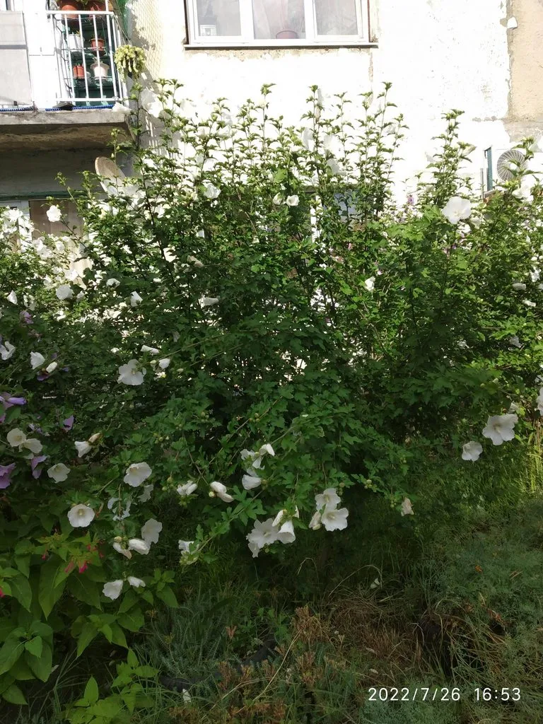 Чайная беседка