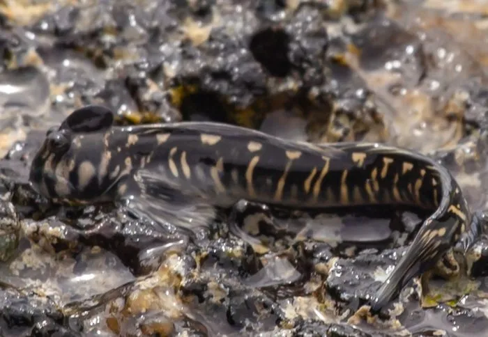 Рыбы, которые ходят по суше