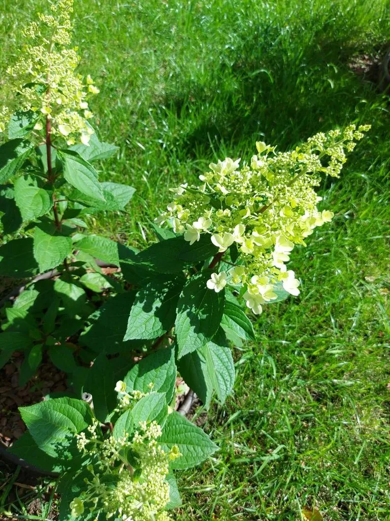 Флора