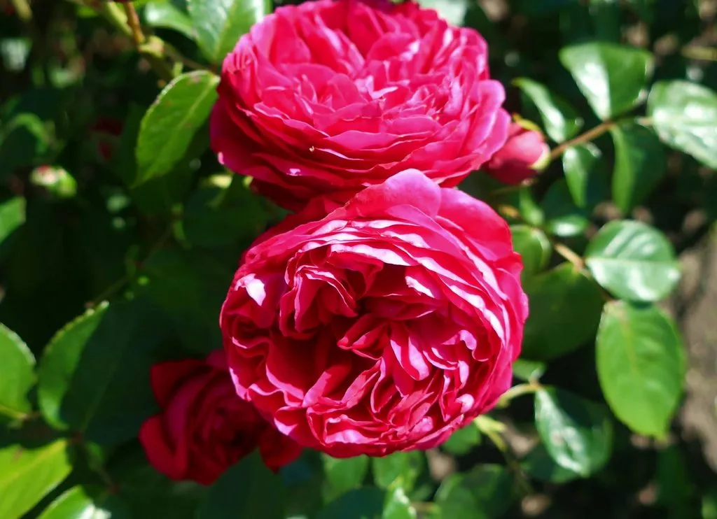 Чайная беседка