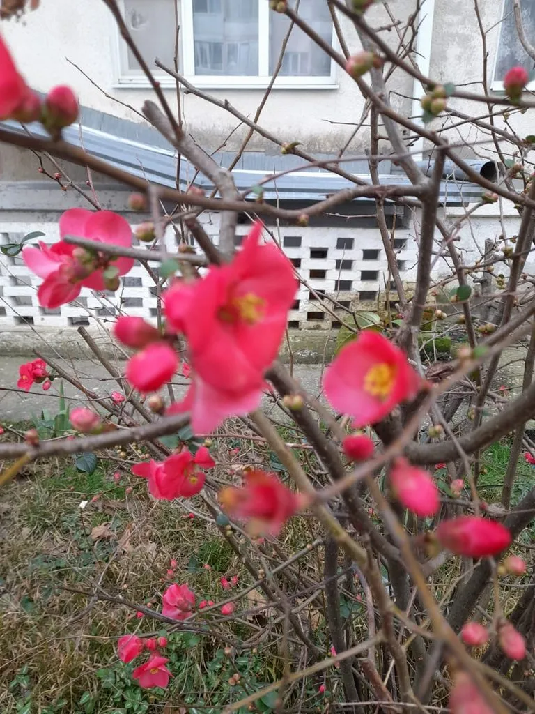 Чайная беседка