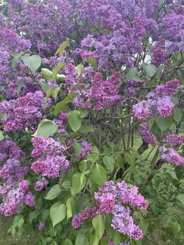 Чайная беседка