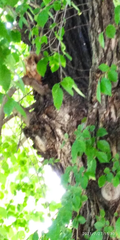 Tapтaлeтки & Ко