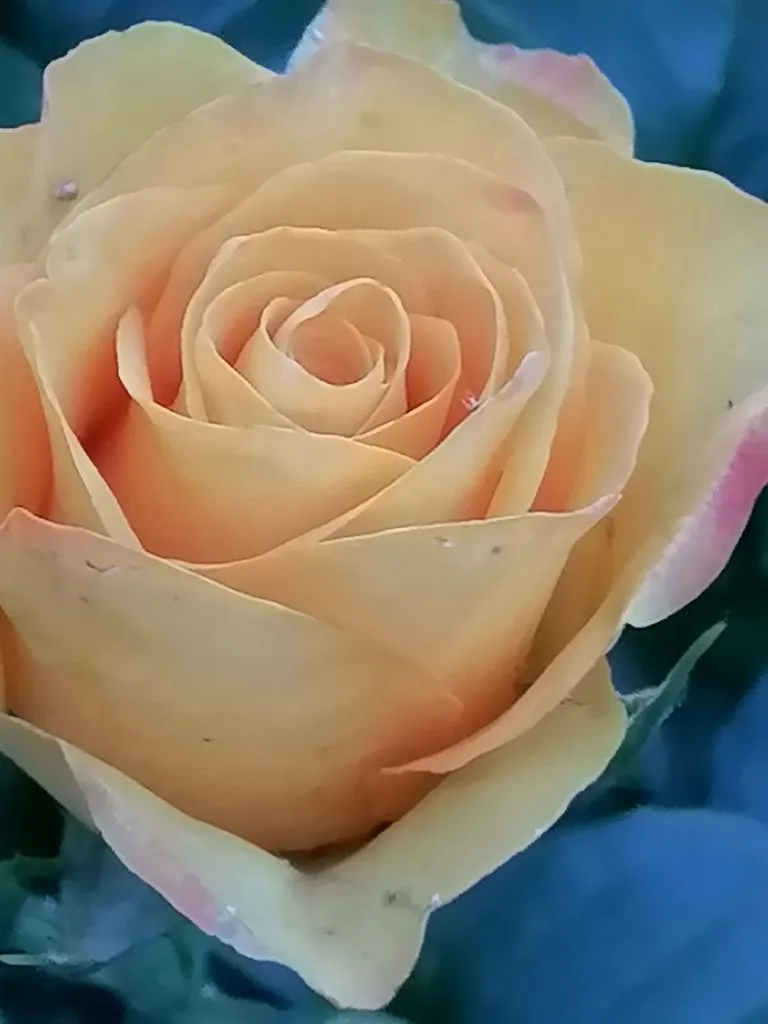 Tapтaлeтки & Ко