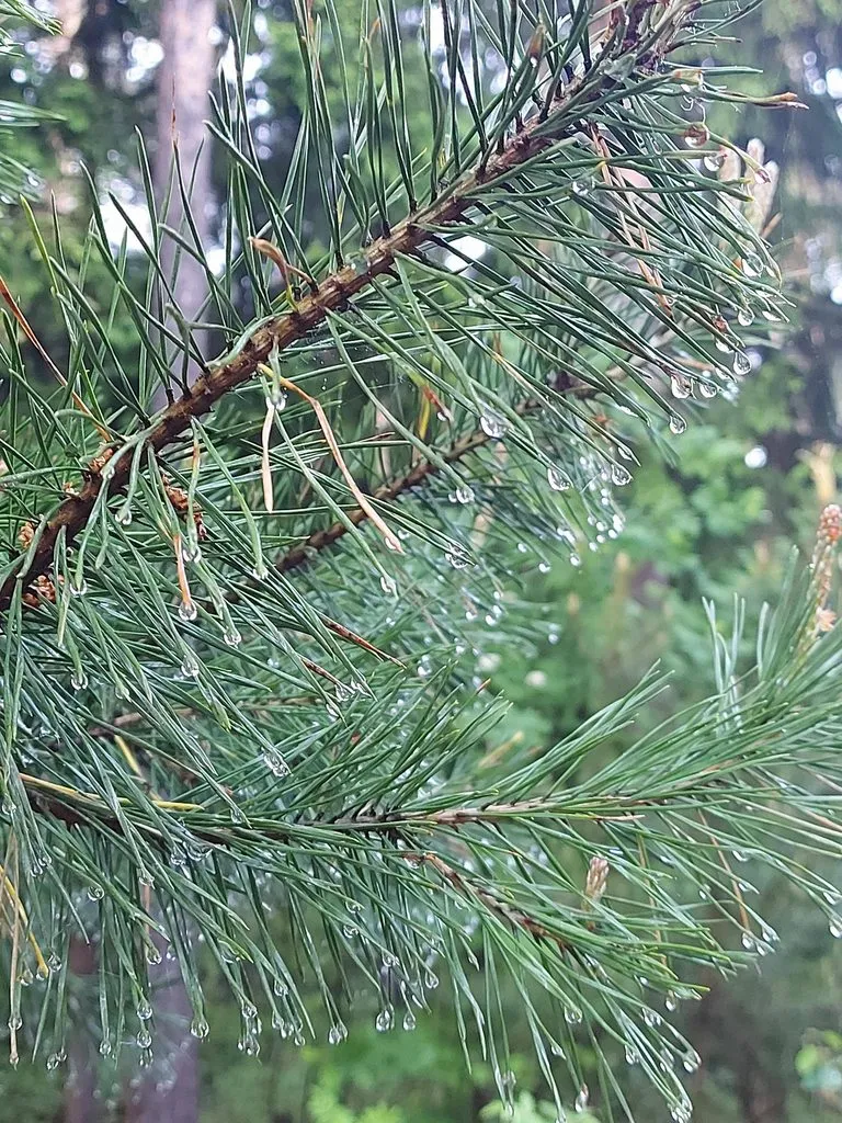 Чайная беседка