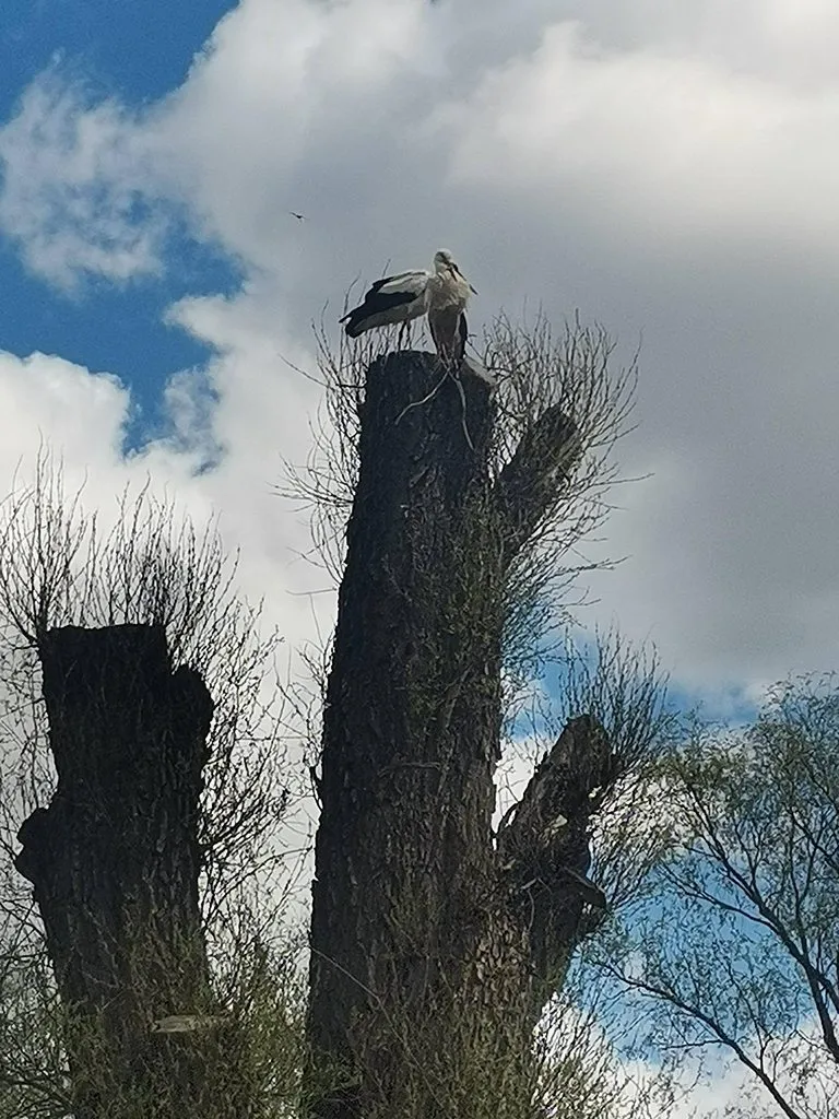Такое разное небо