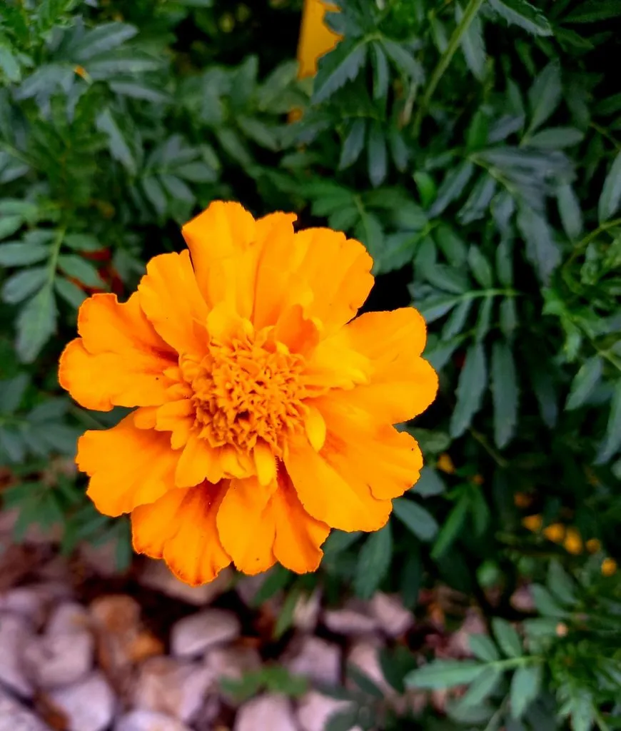 Tapтaлeтки & Ко